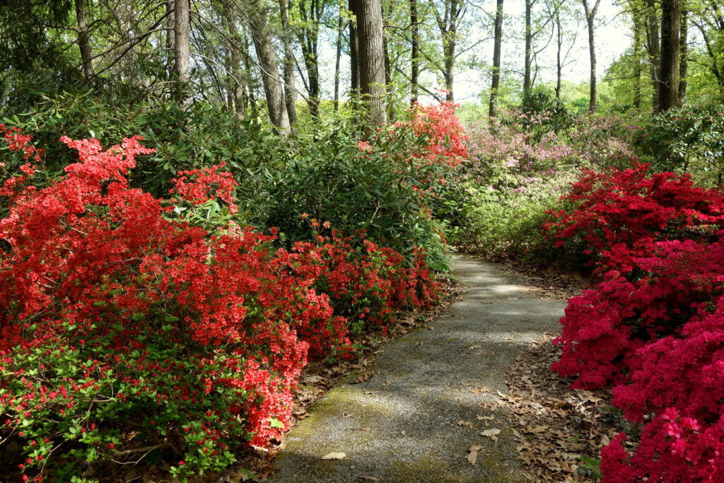 Jenkins Arboretum and Gardens 